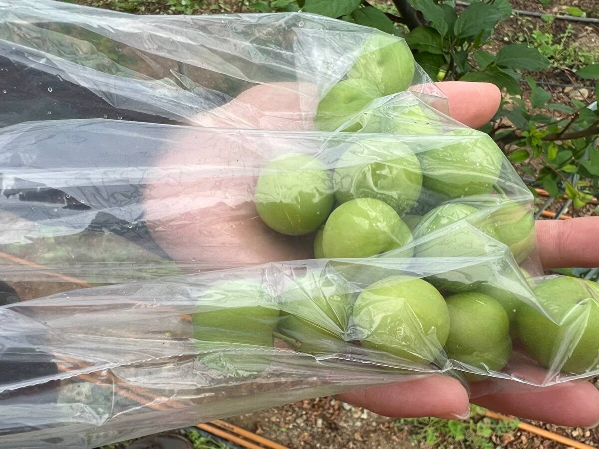 Fertlerinin hepsinin ziraat mühendisi olduğu Ası ailesi, kış mevsiminde erik yetiştiriyor. Şubat başı itibarıyla erik hasadına başlayan 23 yaşındaki ziraat mühendisi Mustafa Kutay Ası, en erken erik hasadıyla satışlarını sürdürüyor.