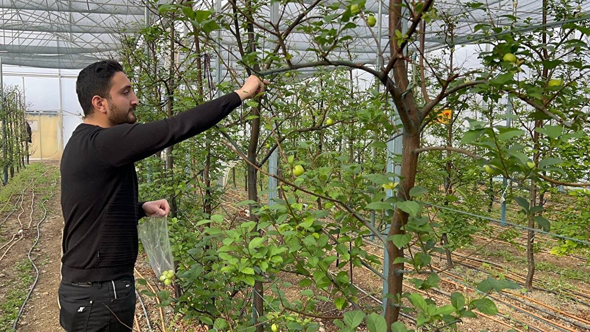 Birleşik Arap Emirlikleri şeyhleri kilolarca yeşil erik siparişi verirken, genç üretici dünyanın dört bir yanına internet üzerinden erik gönderiyor. Yaklaşık 800 metrekarelik alanda kurduğu serada erik üreten genç girişimci, İznik'in tanıtımına da katkıda bulunmak için erikleri çini kase ile yolluyor.