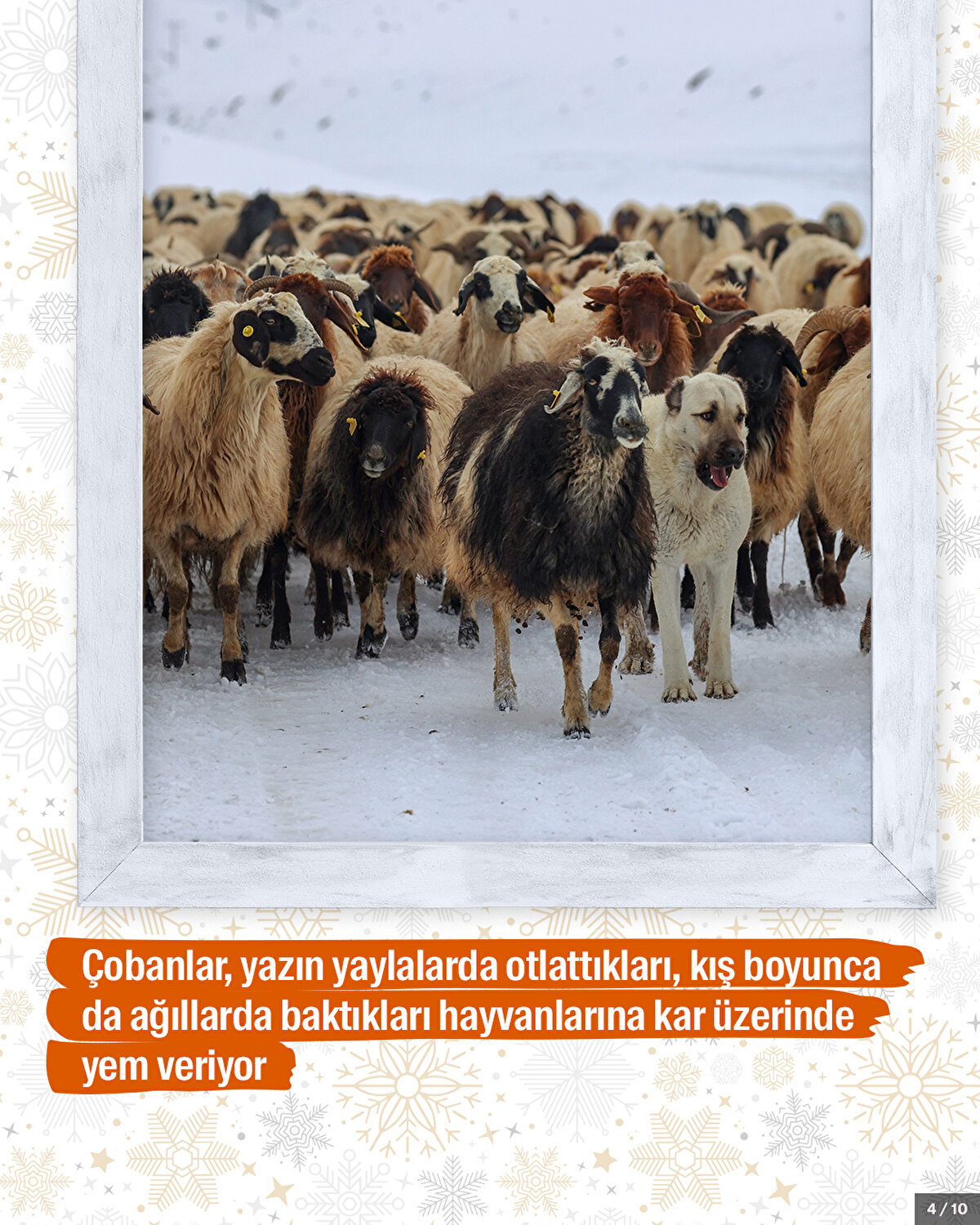 Çobanlar, yazın yaylalarda otlattıkları, kış boyunca da ağıllarda baktıkları hayvanlarına kar üzerinde yem veriyor.