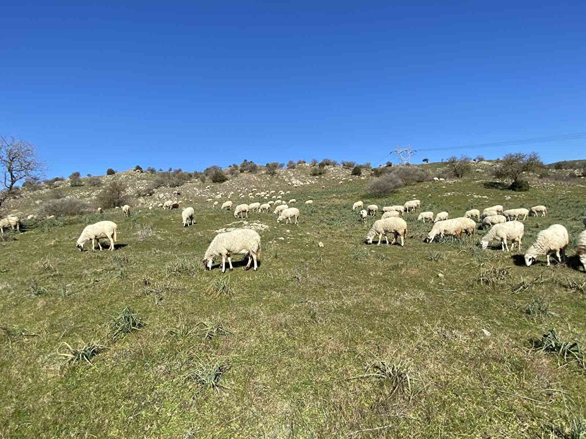 Bu araziyi aylıkçı olarak çalışarak alamazsınız. Belki bu sene sıkıntılı olabilir ama geçtiğimiz dönemde de güzel para kazandırdığı çok dönem oldu" diye konuştu.