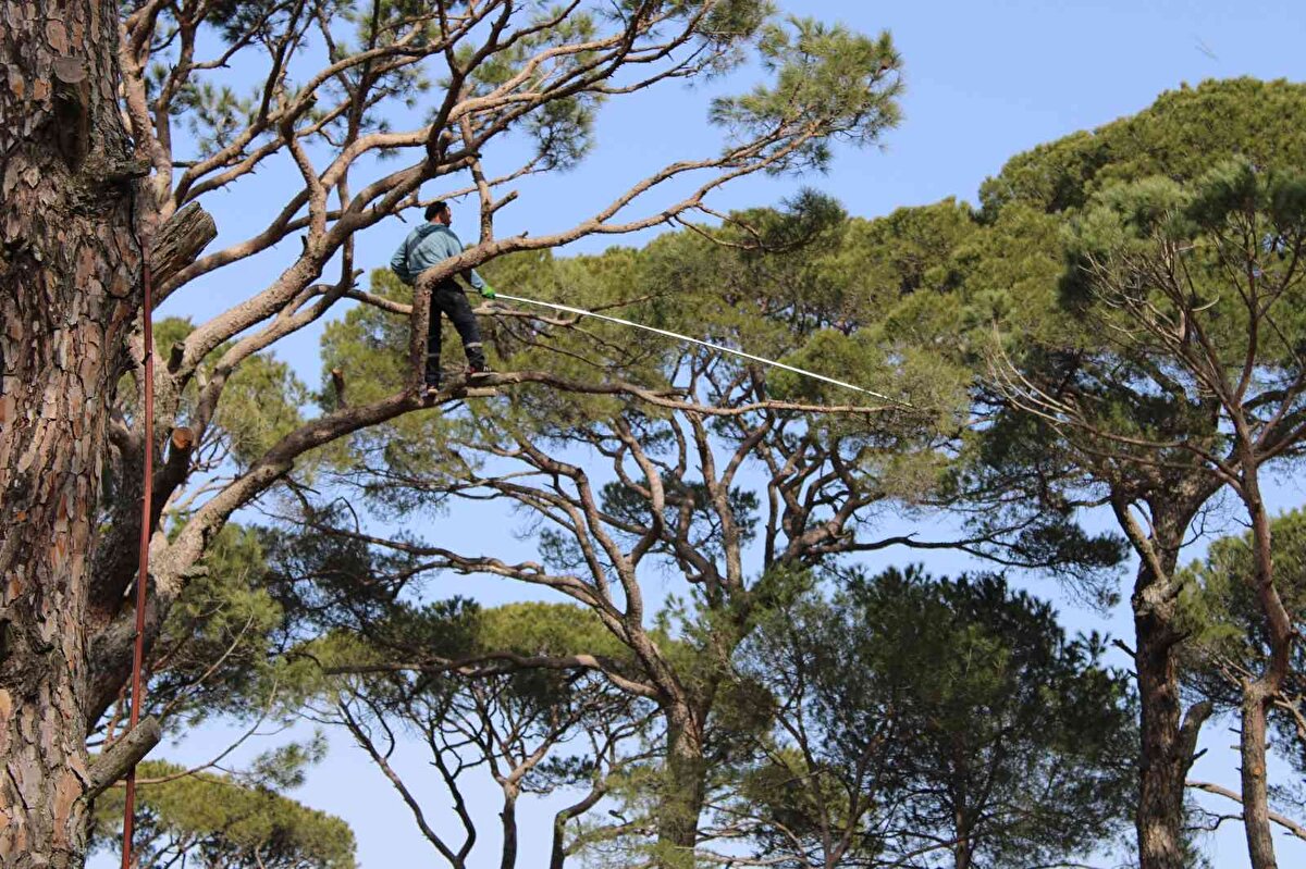 Hiçbir mahsulün çam fıstığı kadar para etmediğini ifade eden çam fıstığı üreticisi Mehmet Şahin ise “Ağacı ilaçlıyoruz, 3 sene sonra bir daha tohur yani kozalak oluyor. Yani bu ağacın üzerinde 4 senelik tohurlar var. Allah bereket versin, güzel para ediyor. Dünyada bunun üzerine başka bir ürün tanımıyorum. O kadar değerli. Hiçbir mahsul bu kadar para etmiyor. Altınla yarışıyor. Bizim elimizden 600-700 TL arası çıkıyor. Alıcı kaça alıyor bilmiyorum artık. İşçilik zor. Her sene kazalar, ölümler oluyor.