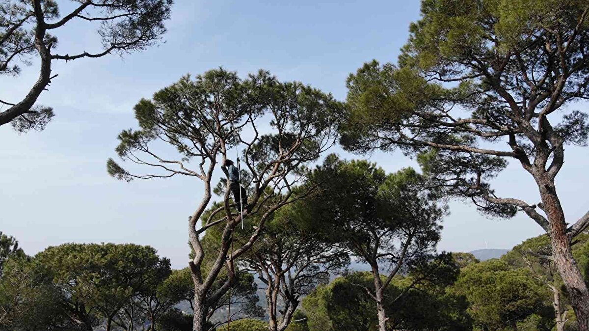 Sezon öncesi komandolar gibi eğitim yaptıklarını ve çocukluklarından bu yana da ağaca tırmandıkları için sorun yaşamadıklarını belirten 34 yaşındaki kozalak işçisi Semih Aygün; “Burada çam fıstığı olarak bilinen kozalakları topluyoruz. Bunun için çocukluktan yetişmeniz, görmeniz lazım, reflekslerinizin gelişmesi lazım. Her şeyden önemlisi yükseklik korkunuzun olmaması lazım. Çünkü sabit durmuyoruz, devamlı gezmeniz lazım ağacın başında. Çok büyük bir ölüm tehlikesi var. Her an ölümle burun burunayız yani. Yaklaşık 30-40 metre yükseklikteki ağaçlara tırmanıyoruz. Günlük 400 lira kazanıyoruz. Bizim gelir kaynağımız bu. Ölüm tehlikesi var. Her sene maalesef bir kaç tane oluyor. Toplamazsak olmuyor. Bizim gelir kaynağımız" dedi.