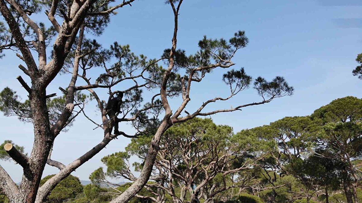 Özellikle Koçarlı ilçesine bağlı köylerde yaygın olarak üretilen çam fıstığının ülke ekonomisine kazandırılması için metrelerce yükseklikteki çam ağaçlarına tırmanan toplama işçileri günlük 400 TL yevmiye ile hayatlarını tehlikeye atıyor. Toplama sırasında düşenlerin büyük çoğunluğunun hayatını kaybettiğini ifade eden işçiler ekmek parası için yine de bu işi yaptıklarını söylediler.