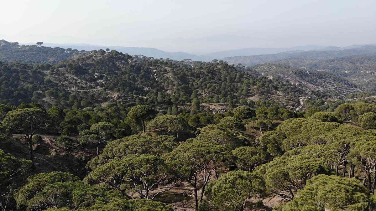 Son yıllarda Aydın'da dağlık alanlarda sıkça dikilip yetiştirilmeye başlanan çam fıstığı hem çiftçilerin hem de işçilerin yüzünü güldürüyor. Toptan olarak kilosu 650 TL'den satılan fıstık çamlarının bir tek kozalağı bile altın değerinde olurken yaklaşık 30-35 metre yüksekliğe sahip çam ağaçlarının tepesinde bulunan kozalakları toplamak da oldukça zor ve tehlikeli. İşçilerin maharetli bir şekilde metrelerce yükseklikteki ağaçlara tırmanışları ise görenleri şaşırtıyor.<br>