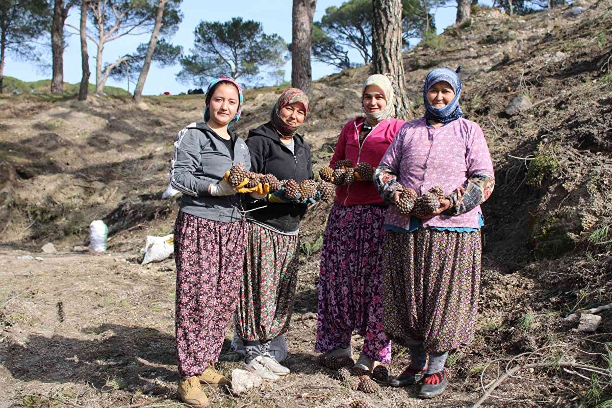 Bu sene olmadı çok şükür. Eskiden daha da zordu hasat yapmak. Ağaç çengeller ile tırmanarak toplamaya çalışıyorduk. Şimdi eskiye nazaran daha kolay. Ben bu işi kendimi bildiğimden beri yapıyorum. 10 yaşlarımda başladım. Profesyonelce çalışıyordum kendim. Şimdi yaşlandık, 70 yaşına vardık. Artık parayla gençlere yaptırıyoruz. Bunu da her genç yapamaz. Biraz kabiliyet ve cesaret lazım. Korkak olduğun zaman bu işi yapamazsın" dedi.