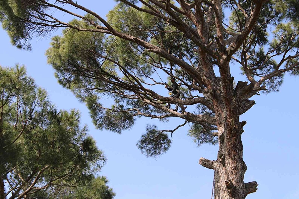 Geçtiğimiz yıl yaşanan kuraklık nedeniyle bu yıl rekoltenin düşük olduğunu ifade eden Mersinbelen Muhtarı ve çam fıstığı üreticisi Mustafa Tosun; “Burada çam fıstığı topluyoruz. Kozalak topluyoruz yani. Zor bir ürün. İşlemesi çok zor. Allah hata kaza vermesin, bizim işimiz mesleğimiz bu. Kozalak şeklinde mahsulü topluyoruz çamlardan. Bu bizim mesleğimiz. İklim kurak gittiğinde verim düşüyor. Yağmuru, karı çok sever bu ürün. Bu sene iyi kış oldu, geçen sene biraz kurak gitti. O sebeple bu sene mahsul biraz sıkıntılı, rekolte düştü. Onun dışında sinekle mücadele ediyoruz. Haziran ayında ilaçlama yaparız. Budaması ve imarını yapıyoruz. Bakım yapmazsan, mahsul alamazsın. Bizim atadan dedeye bizim mesleğimiz bu. Bu Mazon Bölgesi'nde varoluş sebebimiz. Dünyada bizim ürünümüz en kaliteli. Coğrafi işaret alması lazım. Yağ, aroma ve kalite oranı en iyi mahsul bizde. Kıt bir ürün olduğu için her yerde yetişmiyor. Kıymetli bir ürün. Künarın fiyatı şu aralar iyi. Ağaçtan topladığımız kozalak şeklinde kilosu 10-15 TL arası, kabuklu künarın kilosu 100-150 TL, iç künar yani işlenmiş hazır künar ise 500-600 TL arası satılıyor. Kabuğundan da faydalanırız. Kaloriferlerde yanar. Aslında her şeyi faydalı bunun" dedi.<br>