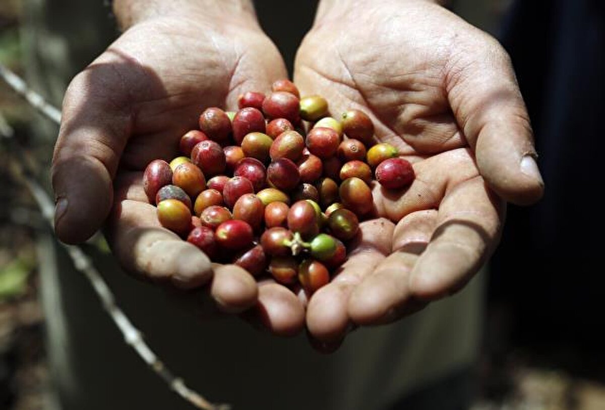 Bu faktörlerin dışında hava şartlarının değişmesi, üretimde kullanılan maddelerin kısıtlı olması ve ihracatçı firmaların çiftçilere verdiği fiyatın düşük kalması gibi nedenlerin de kahve üretimine ilginin azalmasında etkili olduğu ifade ediliyor.
