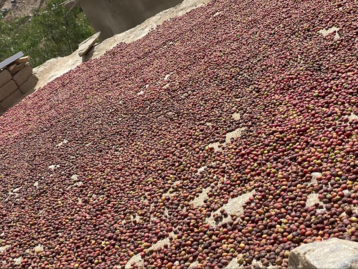 Kahve ilk olarak Yemen'in batısındaki El-Muha Limanı üzerinden dünyaya ihraç ediliyor ve bu liman "Mocha" olarak adlandırılan uluslararası kahve türlerinden birine adını veriyor. Yemen'de her yıl 3 Mart'ta kahve yetiştiriciliğini teşvi için "Mocha Festivali" düzenleniyor.<br><br>Yemen kahvesinin, El-Fadli, El-Buri, El-Yafi, El-Rimi, El-Matari, El-Havlaniye, El-Ansi, El-İsmaili, El-Harazi gibi birçok çeşidi bulunuyor.