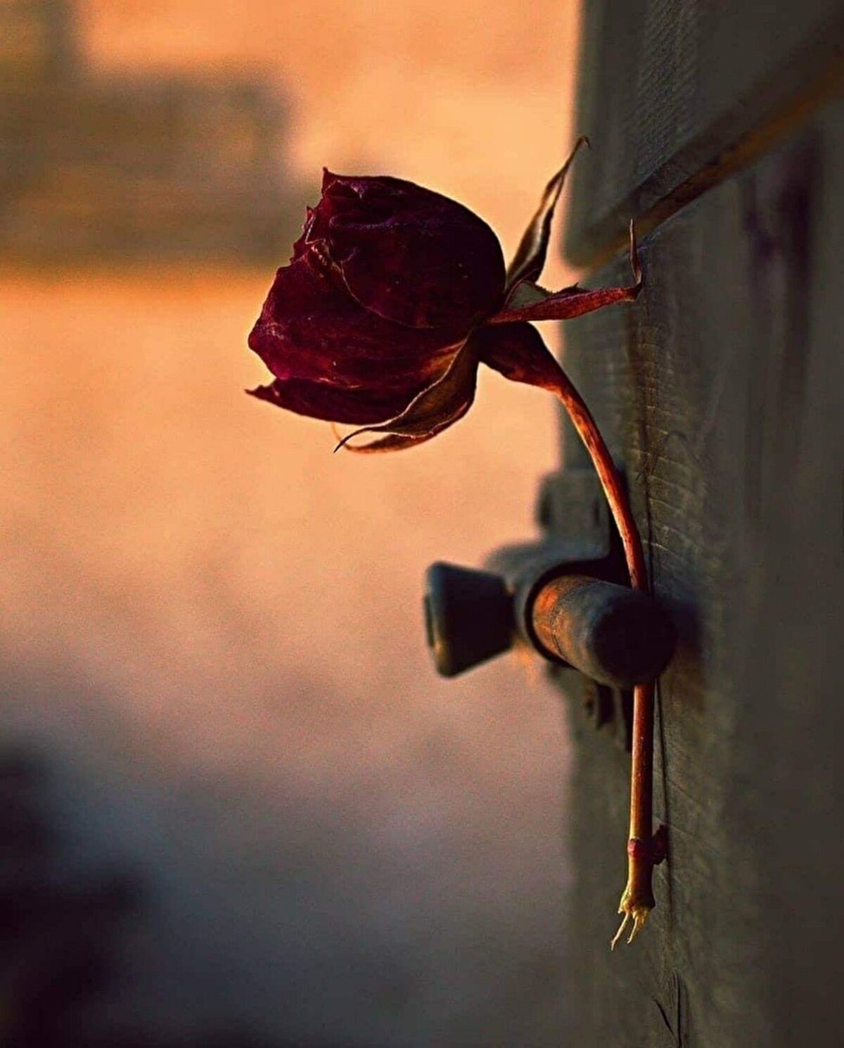 İnsanın insana ihtiyaç duyması istenmiyor. İhtiyaçtan azade, çalışarak -kendini sömürerekkendine yeten özgür (!) birey ideal tip olarak sergileniyor.