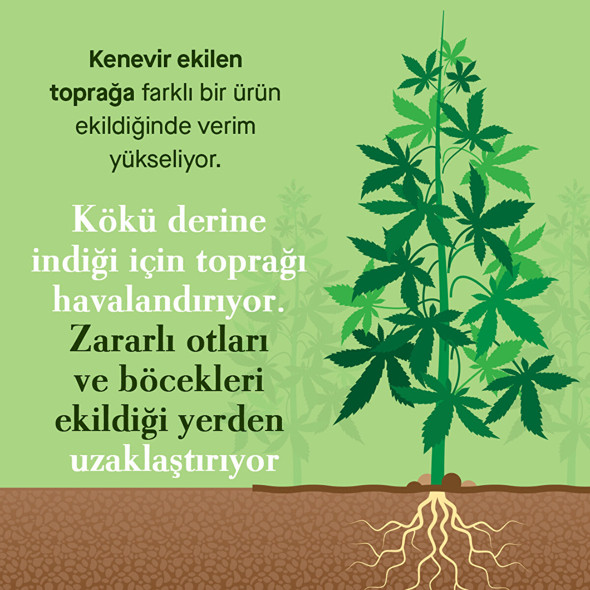 Kenevir ekilen toprağa farklı bir ürün ekildiğinde verim yükseliyor