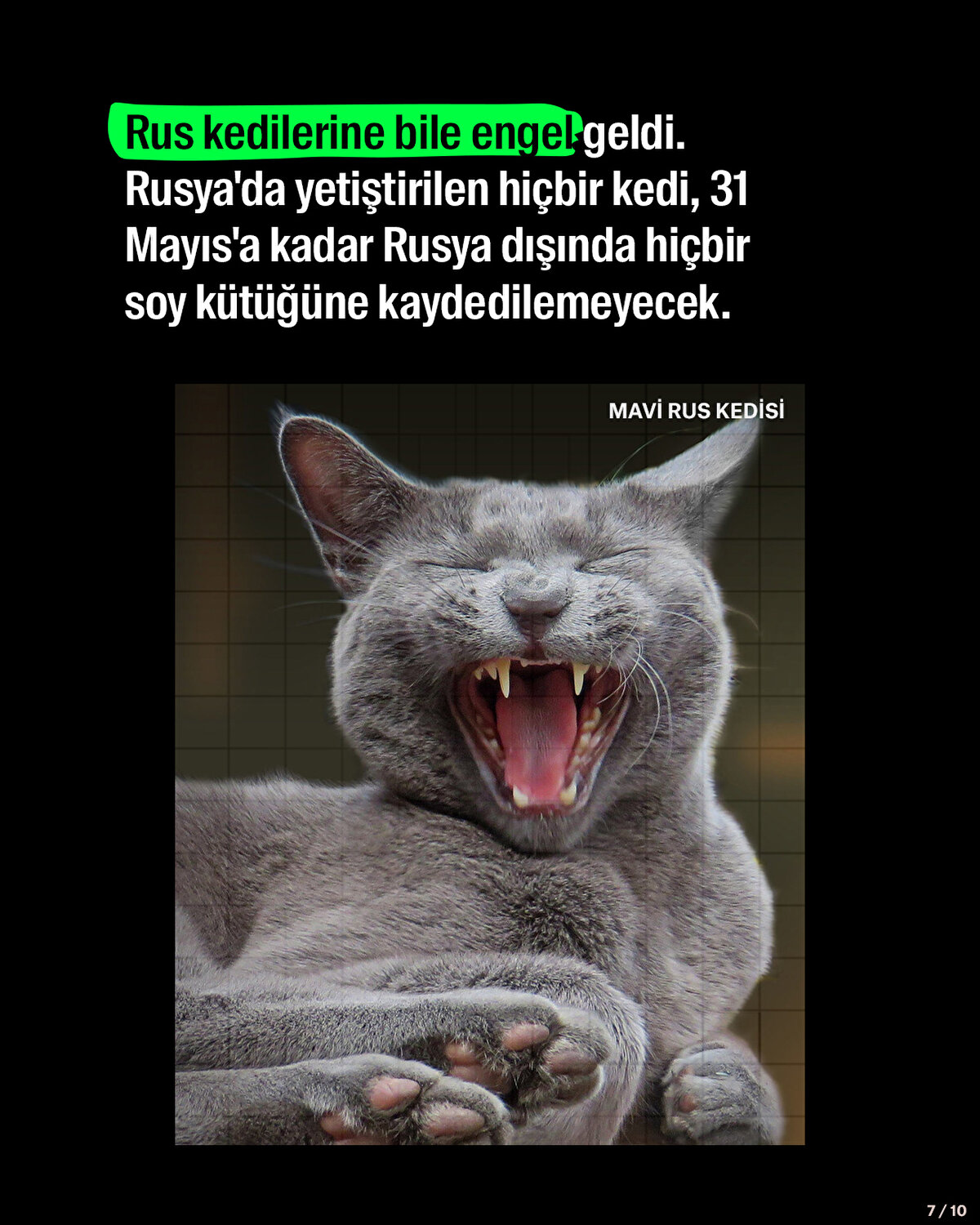 Rus kedilerine bile engel geldi. Rusya'da yetiştirilen hiçbir kedi, 31 Mayıs'a kadar Rusya dışında hiçbir soy kütüğüne kaydedilemeyecek.