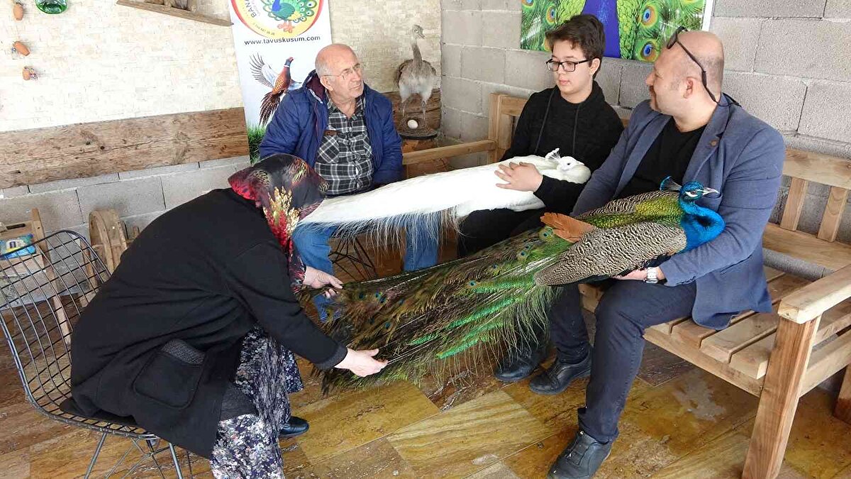 Bu çiftlikte tavus kuşu yetiştiriciliği yapan Ramazan Sarı, yetiştirdiği tavus kuşlarını tanesi 500 TL ila 5 bin TL arasında sattığını belirtti. Kur yapma döneminde erkeklerin, dişilerine karşı kuyruklarını açarak sergilediği görsel şölenleriyle dikkat çeken tavus kuşlarına, bahçelerde de beslenebildiği için ilgiler gayet yüksek. Küçüklükten özellikle kanatlı hayvanlara karşı ilgi duyduğunu söyleyen Ramazan Sarı, babasının apartman dairesinde ilgiden dolayı kümes yaptığını söyledi.