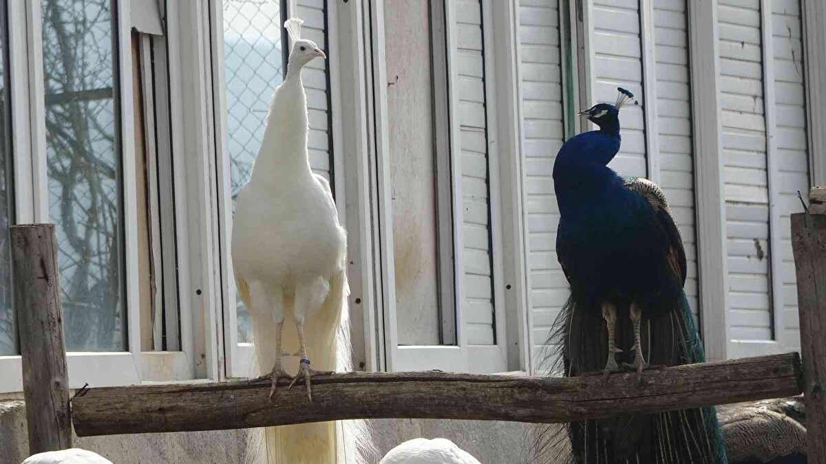 Tavus kuşlarının fiyatlarının ise renk ve büyüklüğüne göre değiştiğini ifade eden Sarı, “Minimum 500 TL ile 5 bin TL arasında fiyatları değişir. Dayanıklı bir hayvandır. Kolay kolay hasta olmazlar. Bakımları çok çok iyidir ve şu anki yem fiyatlarının artışlarından dolayı da makuldür. Tavukların yediğinin 5'te 1'ini yemezler. Doyduklarında bırakırlar. Tavuklar gibi bir sürü yem yemezler. Ekonomik olarak da bakımları çok çok iyidir" dedi.