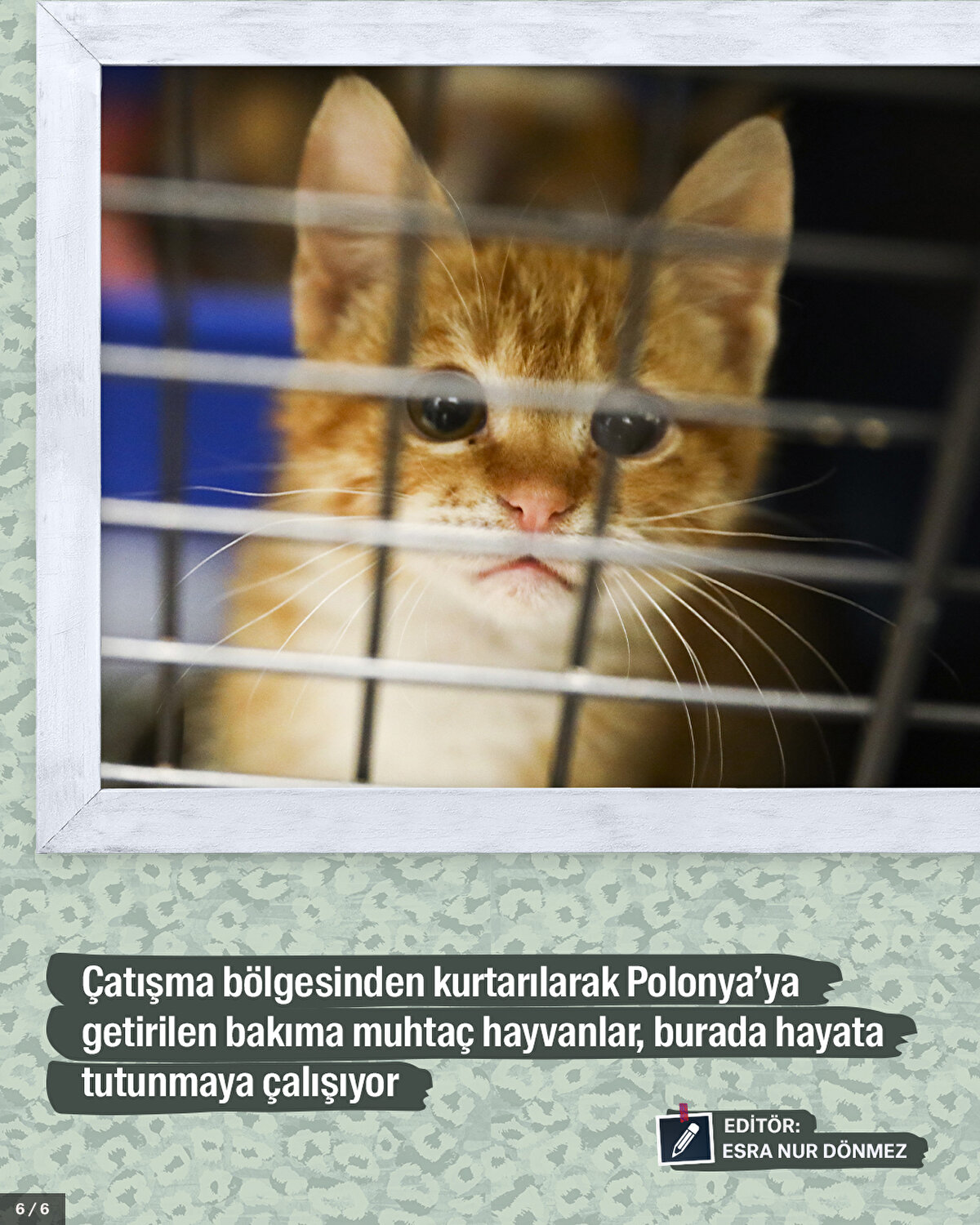 Çatışma bölgesinden kurtarılarak Polonya’ya getirilen bakıma muhtaç hayvanlar, burada hayata tutunmaya çalışıyor.<br>