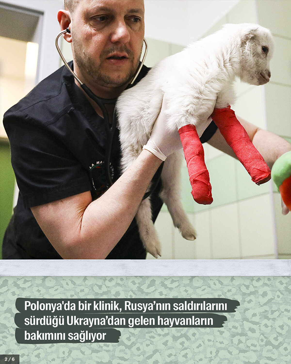 Polonya'da bir klinik, Rusya’nın saldırılarını sürdüğü Ukrayna’dan gelen hayvanların bakımını sağlıyor.