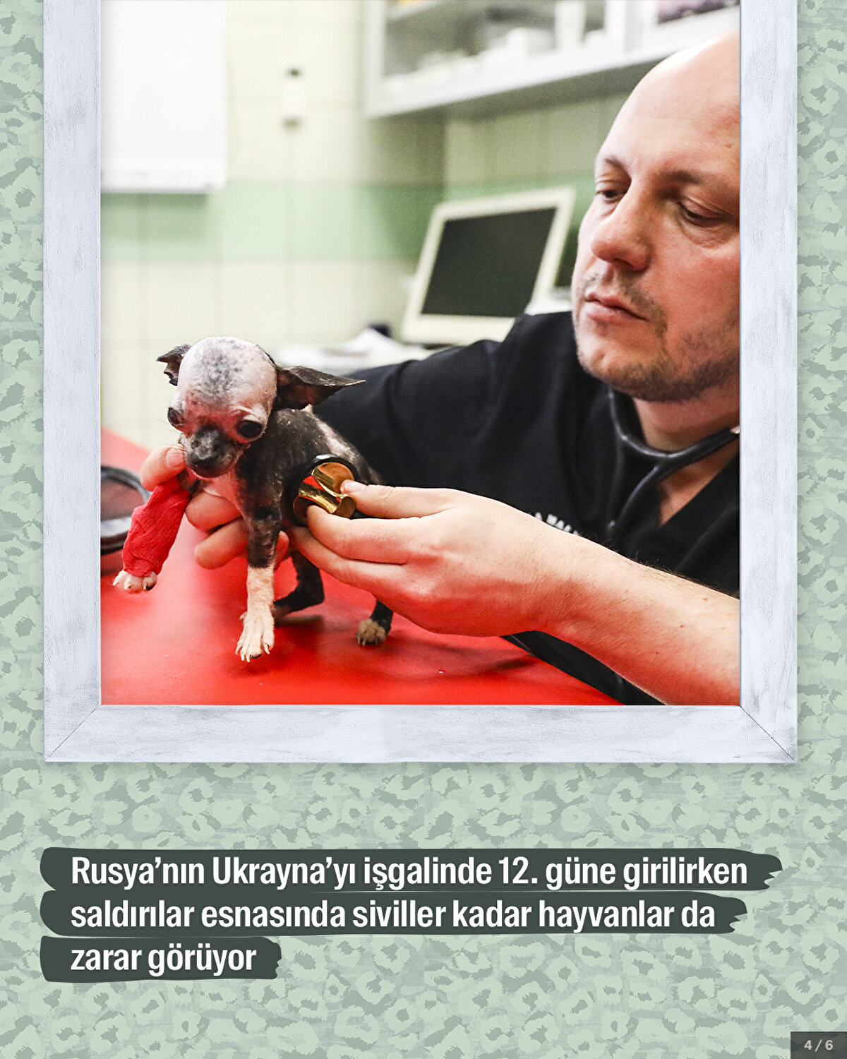 Rusya’nın Ukrayna’yı işgalinde 12. güne girilirken saldırılar esnasında siviller kadar hayvanlar da zarar görüyor.<br>