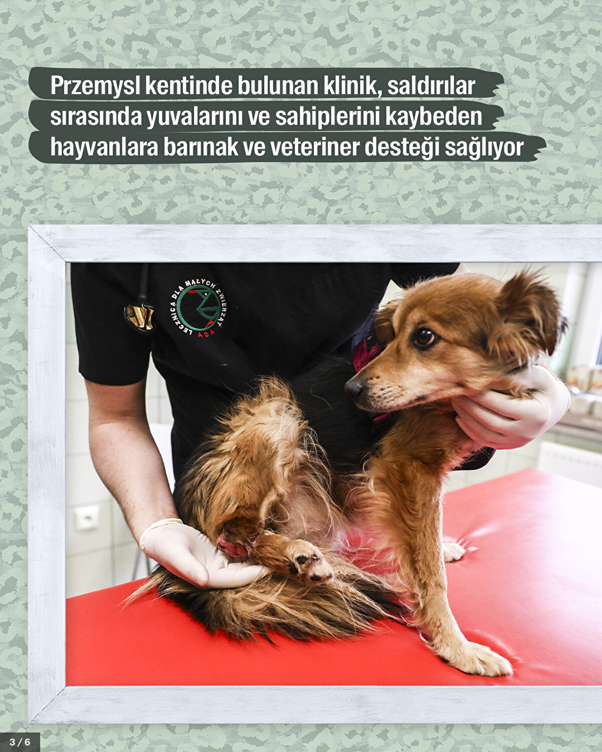 Przemysl kentinde bulunan klinik, saldırılar sırasında yuvalarını ve sahiplerini kaybeden hayvanlara barınak ve veteriner desteği sağlıyor.<br>