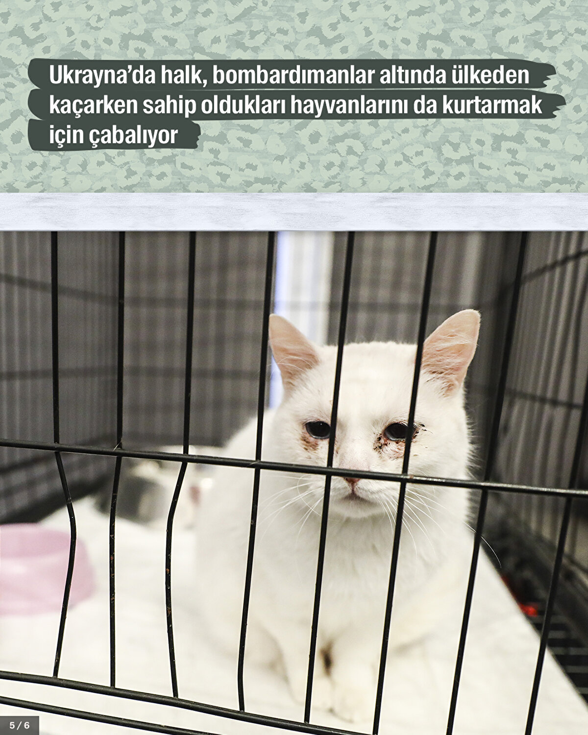 Ukrayna’da halk, bombardımanlar altında ülkeden kaçarken sahip oldukları hayvanlarını da kurtarmak için çabalıyor.<br>