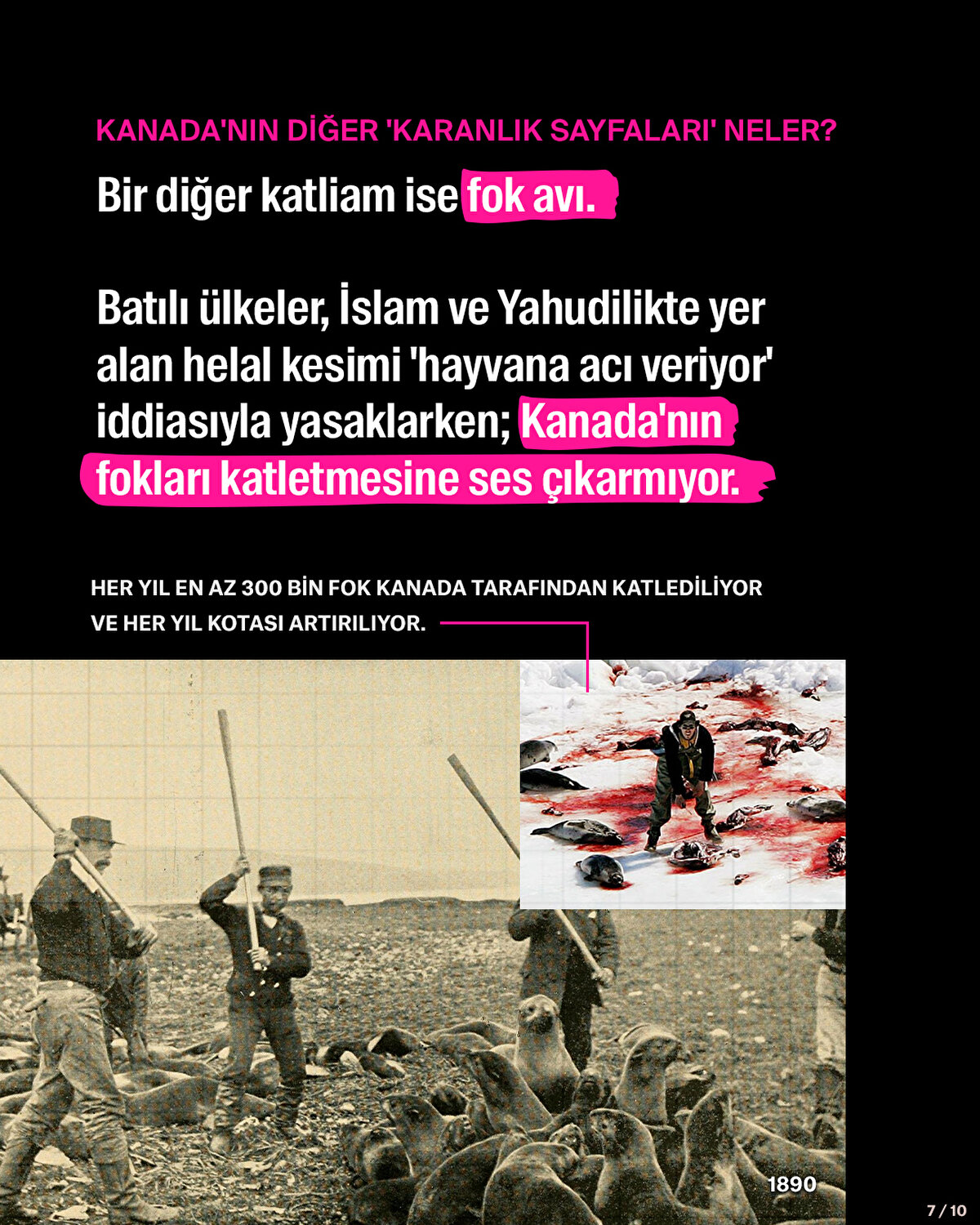 KANADA'NIN DİĞER 'KARANLIK SAYFALARI' NELER?<br><br>Bir diğer katliam ise fok avı.<br><br>Batılı ülkeler, İslam ve Yahudilikte yer alan helal kesimi 'hayvana acı veriyor' iddiasıyla yasaklarken; Kanada'nın fokları katletmesine ses çıkarmıyor.