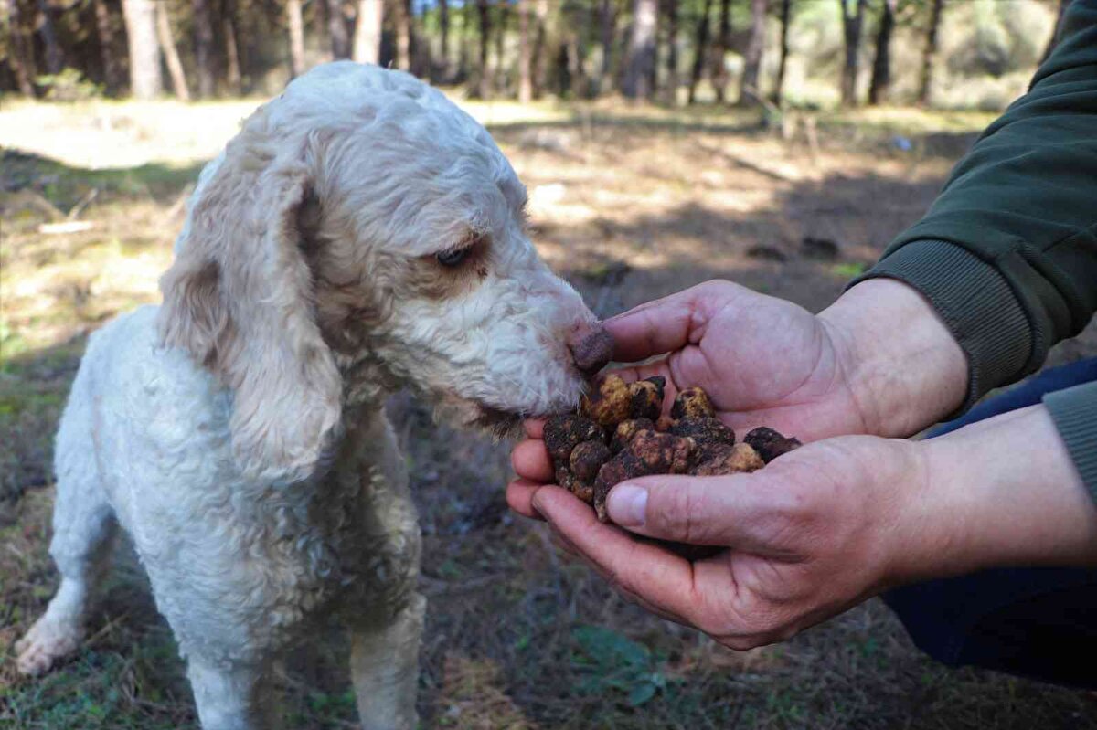 Samsun'da 3 yıldır trüf mantarı avcılığı yapan 37 yaşındaki Fatih Gören, Lagotto Romagnolo cinsi eğitimli köpekleri "Radar" ve "Leo" ile birlikte dağ, tepe, ormanlık alan demeden trüf mantarı topluyor.<br><br>Keskin koku ve sahibine bağlılığı ile bilinen köpekler toprak altındaki mantarları radar gibi tespit ediyor.