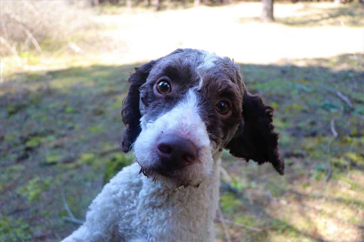 Trüf avcısı köpekler hakkında bilgi veren Fatih Gören, “Yaklaşık 3 senedir trüf mantarı avcılığı yapıyorum. Bu trüf mantarı avcılığı yüksek koku duyusuna sahip köpeklerle yapılabiliyor. Genellikle piyasada Lagotto Romagnolo cinsi köpeklerle çalışılıyor. Bu köpeklerin en büyük özelliği koku alması ve sahibine yakınlığıdır "dedi.<br>Köpeklere ile 6 aylıklarken özel bir eğitim verildiğini söyleyen Gören, 6 aydan sonra araziye çıkartıldıklarını söyledi.<br><br>