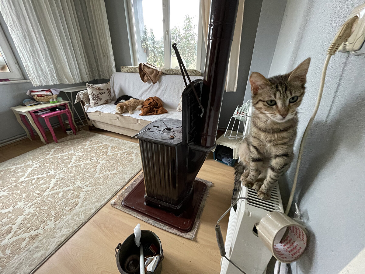 Yaralı bulup iyileştirdiği 40 kedi ve 8 köpeğin bakımlarıyla her gün ilgilenen Bölen, aynı kaptan yemek yiyen, birbirleriyle oyunlar oynayan kedi ve köpekleriyle mutlu bir şekilde yaşamaya devam ediyor.<br><br>Zerrin Bölen,  evi ile bahçesindeki kedi ve köpekleri anlattı.