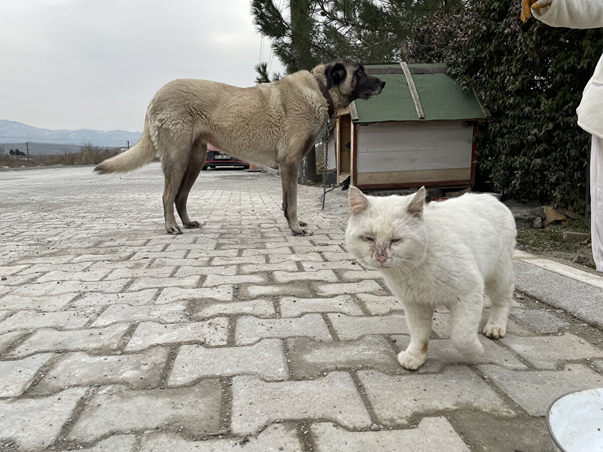 "Mamaları, aşılarına harcama yapıyorum. Ben de pazardan idare ediyorum. Artık ben de zorlanıyorum, yoruldum yani. Sabah yedide kalkıyorum. Temizlik, mama, bahçe ve evi topla derken kahvaltıyı 11-12'den önce yapamıyorum. Akşam beşten sonra akşam seansı başlıyor. Öyle geçiyor günlerim burada. Onlar da benimle burada ölene kadar kalacaklar."<br><br>