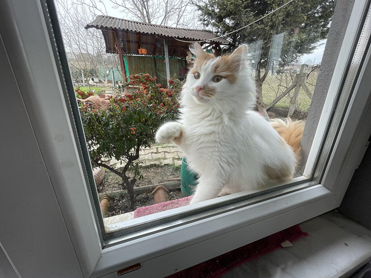 Özellikle zehirlenen hayvanları kurtarmak için çok çaba harcadığını belirten Bölen, "Burası da diğer evim de onların evi aslında. Bazen koltukta birlikte oturuyoruz. Onlar koltukta otururken ben bir kenara sığınıyorum. Öyle bir sevgi bu. Anlatılmaz yaşanır" diye konuştu.<br><br>