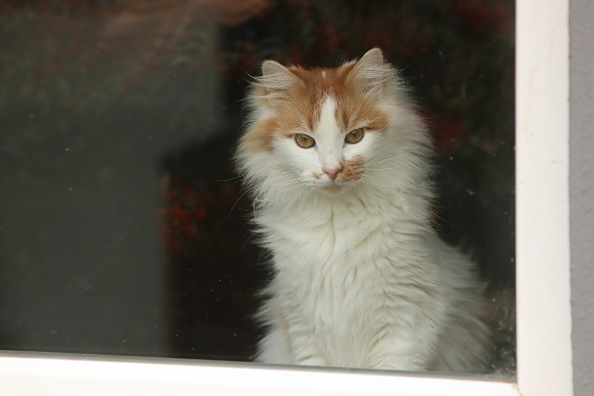 Bugüne kadar çok sayıda muhtaç hayvana baktığını belirten Bölen, sözlerini şöyle tamamladı:<br><br>Öyle petshoptan alıp da sonra sokağa atanlardan değilim. Hayvan bakmak çok zor. Sevmiyorlarsa bu işe girmesinler. Hayvanı alıyorlarsa ölene kadar baksınlar. Onları çocukları gibi görsünler. İnsan çocuğunu atar mı, atmaz."<br><br>