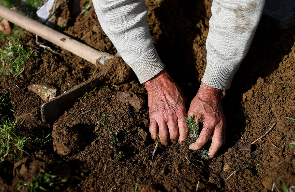 Günde ortalama 250 fidanı toprakla buluşturan Gümüş, 35 yılda 350 hektara yakın alanda 550 bin civarında fidan dikti.<br><br>
