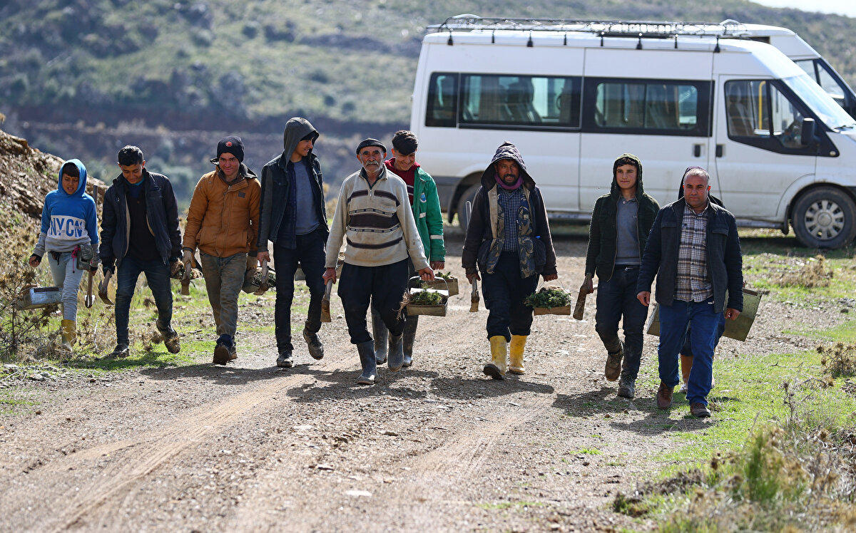 'Fidan dede' 35 yılda 550 bine yakın fidanı toprakla buluşturdu