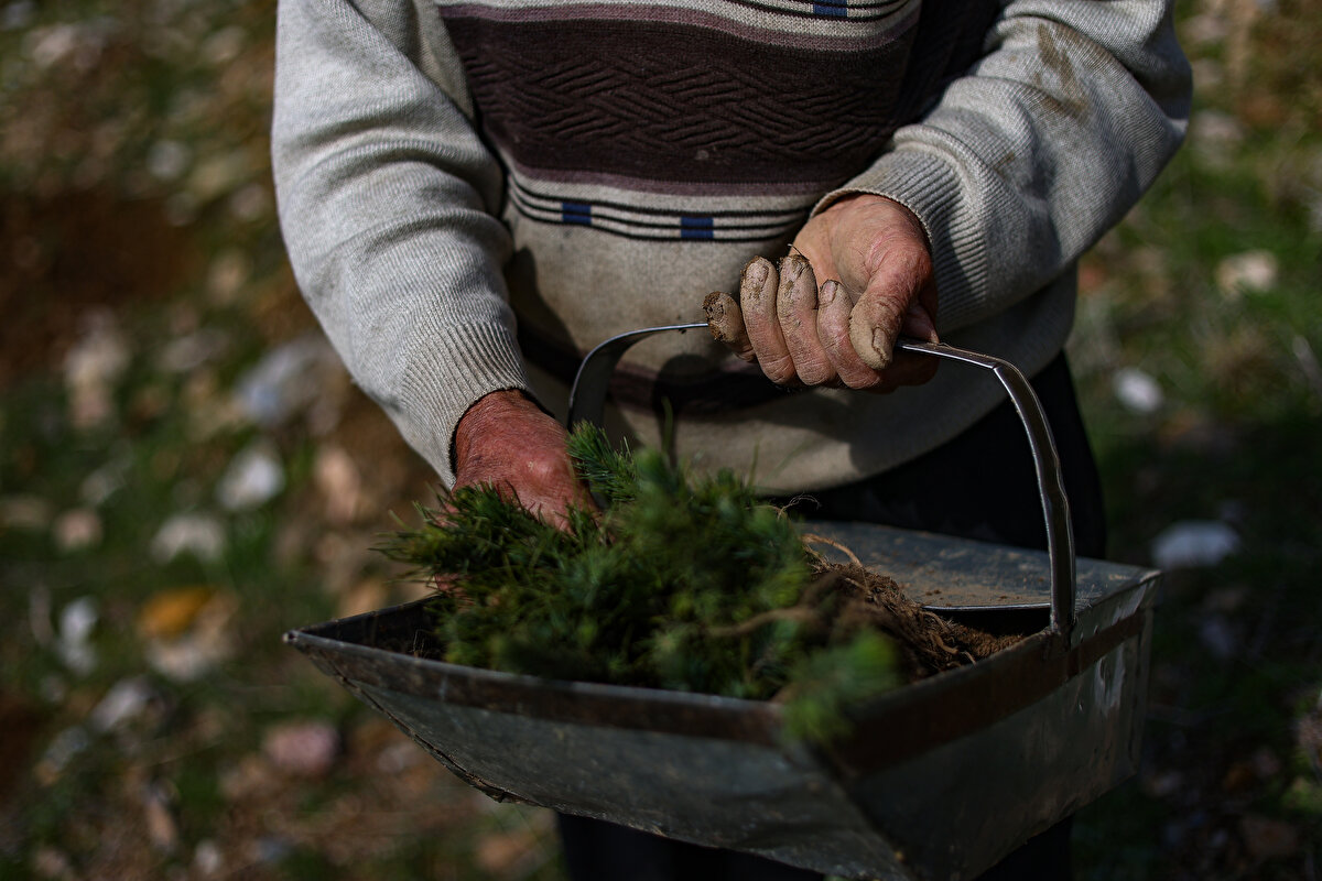 Fidan tablasına, dikilecek fidanları koyan Gümüş, kazmasıyla toprağı kazıyor ve fidanı dikiyor. Gümüş, beden gücü istediği için genellikle gençlerin çalıştığı işte yaşlı olmasıyla dikkati çekiyor.<br><br>
