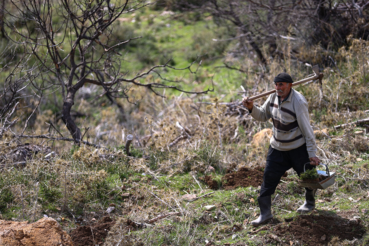 'Fidan dede' 35 yılda 550 bine yakın fidanı toprakla buluşturdu