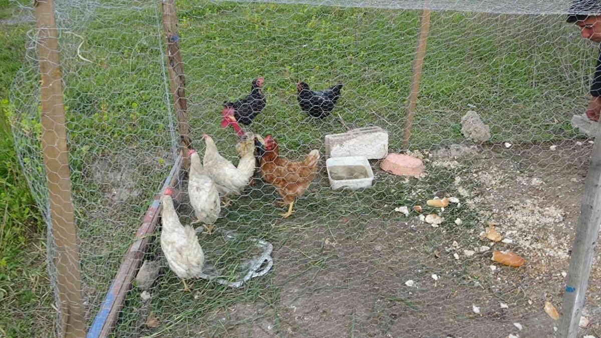 Horozun kanatlarını ayaklarının altına alan ve kesmek için bıçağı boynuna dayayan Dibek ve eşi hayatlarının en büyük şaşkınlığını yaşadı. Bıçağın boynuna dayanmasıyla birlikte bugüne kadar ötmeyen horoz, önce 'Allah', ardından da 'Anne' diye ses çıkarmaya başladı. Dibek elindeki bıçağı ve horozu bırakırken ne yapacağını şaşırdı.