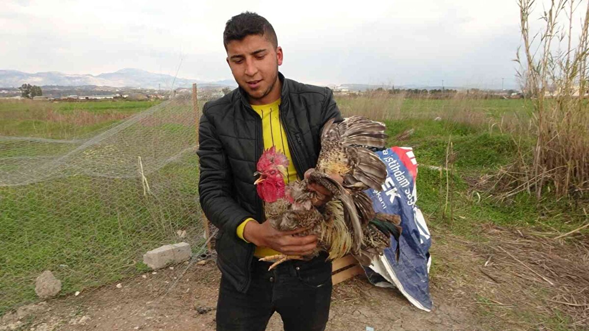 Kümesten diğer tavuklarla birlikte gezip otlamak için dışarıya bırakılan horoz, sahibinin eline alarak kesecekmiş gibi sallamasıyla birlikte sürekli olarak 'Anne' diye ses çıkarmasının yanında tavuklarla birlikte gezip otlarken, horozlar gibi ötmek yerine tavuklar gibi ses çıkarıyor.