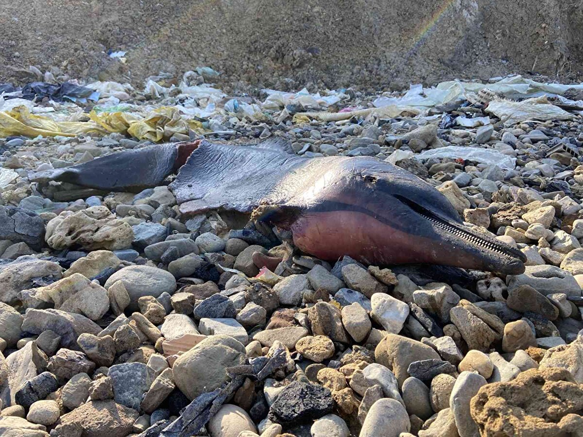 Sokak hayvanlarına besleme yaptığı esnada gördüğü manzara karşısında şaşkınlık yaşayan Gürkan Gazoğlu, “Biz Batı Karadeniz dediğimiz nokta da sokak hayvanlarını besliyoruz. Buraya hayvanları beslerken bir ihbar sonucu geldik. Geçenlerde 21 yunus saydık, bugün de sizle beraber keşfe çıktığımızda siz de gördünüz ki 22, 23 ve 24 olarak devam ediyor. Sahil hattında aşırı derecede yunus var. Çoğu da bu şekilde görüldüğü gibi karaya vurmuş halde ama neden olmuş? Geçen hatta ihbarını verdik biz bunun diğer yunuslar alındı ama bugünde yine geldiğimizde yunuslar sahil hattında bu şekilde biz arıyoruz, tarıyoruz hani canlı görürsek uzaklaştıralım diye ama maalesef galiba gece karaya vuruyorlar. Kurtlar iniyor, kurtlarda aç kaldıkları zaman ve diğer doğada yaşayan hayvanlar aç kaldıkları için parçalamışlar. Durum bundan ibaret, üzülüyoruz” dedi.