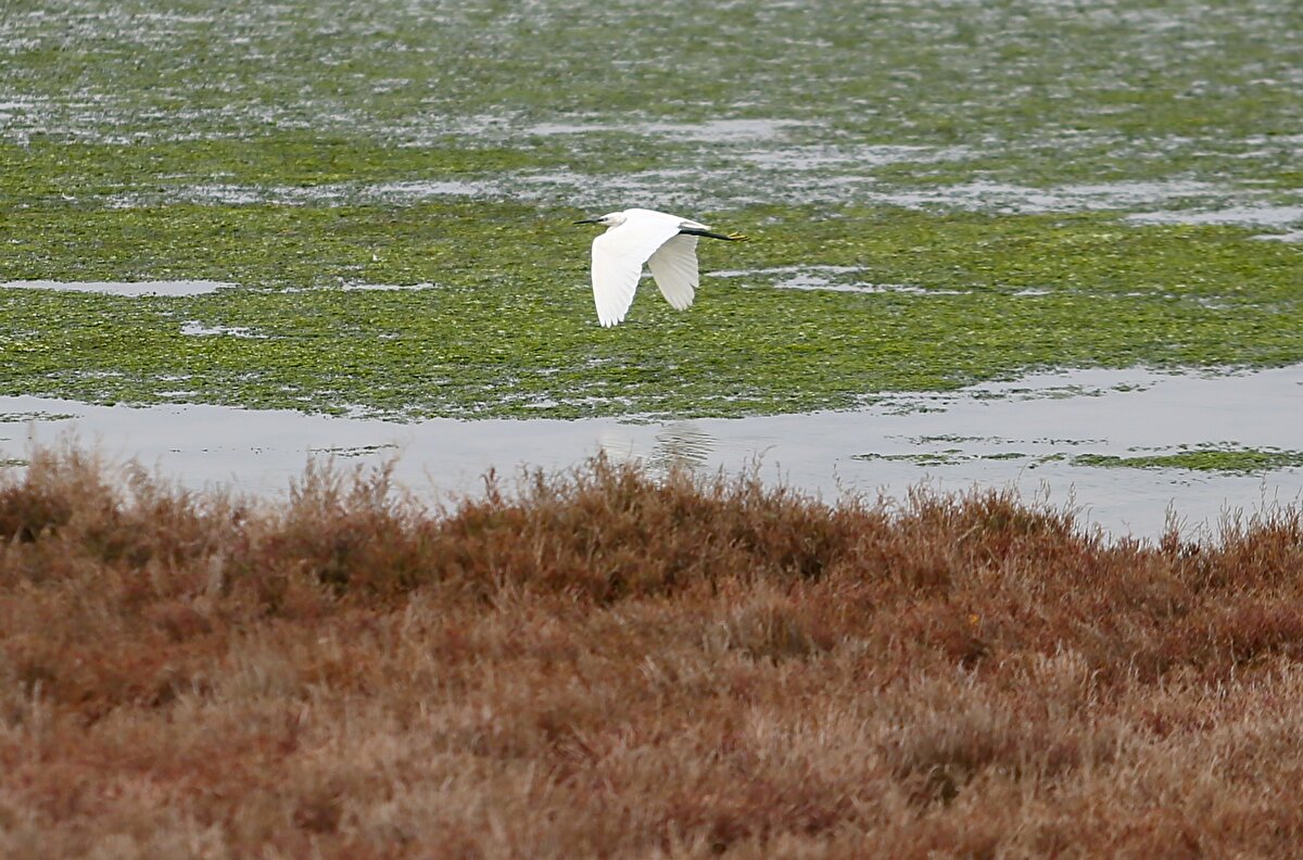 Flamingo başta olmak üzere çok sayıda kuşun yaşadığı lagünde, suyun yüzeyi deniz yosunlarıyla örtüldü.<br><br>Uzmanlar, denizde yapılacak temizleme çalışmalarının yanı sıra deniz yosununun üremesine neden olacak şartları ortadan kaldırmanın önemine dikkati çekiyor.