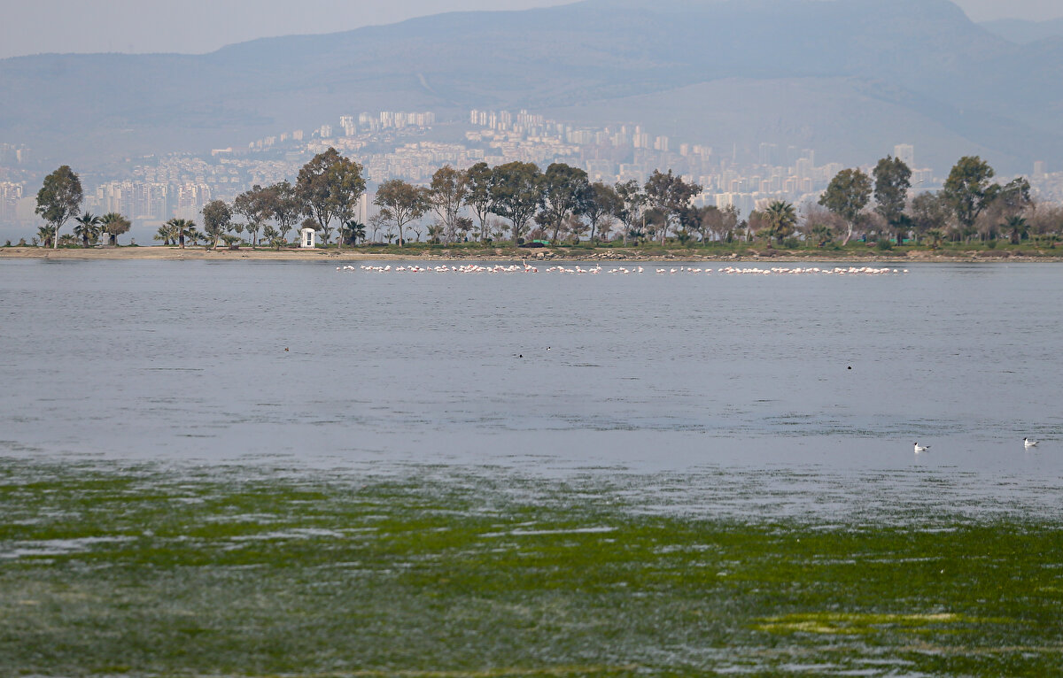 "EKONOMİYE KAZANDIRILABİLİR"<br>Deniz yosununun ekonomik değeri bulunduğuna da işaret eden Dalay, şöyle konuştu:<br><br>"Bununla beraber aslında deniz yosunları faydaya dönüştürülebilecek bir biyokütledir. Biyogaz, biyodizel gibi sürdürülebilir yakıtların üretiminde kullanılabilirliğinin yanı sıra yem, gıda, kozmetik amaçlı kullanımları mümkündür. Ağır metal analizleri yapılmak koşuluyla biyogübre olarak kullanılabilir. Kontrollü üretimleri gerçekleştirilebilirse hem bu sular körfeze ulaşmadan arıtılır hem de elde edilen ulvalar ekonomiye kazandırılabilir."