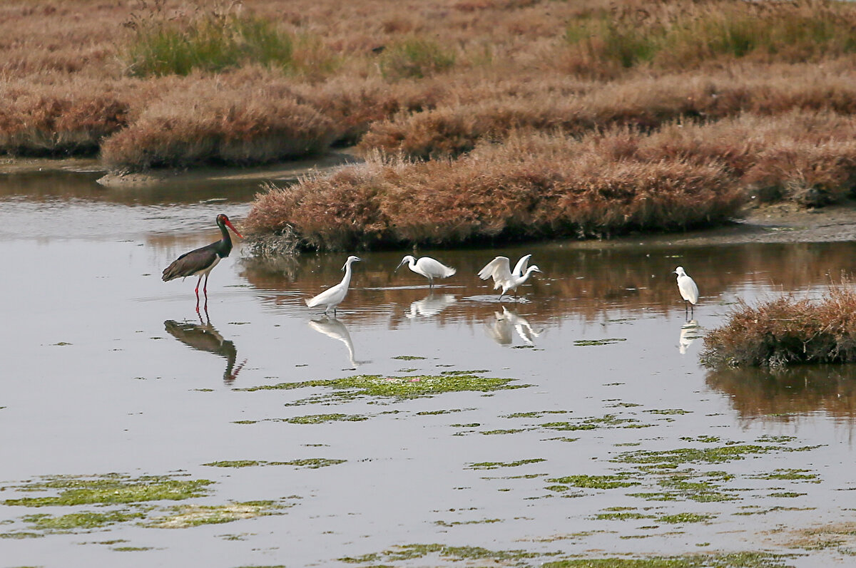 Prof. Dr. Dalay, bu amaçla, İzmir Büyükşehir Belediyesi ile iş birliği halinde yürütebilecekleri bir proje hazırladıklarını sözlerine ekledi.<br><br>
