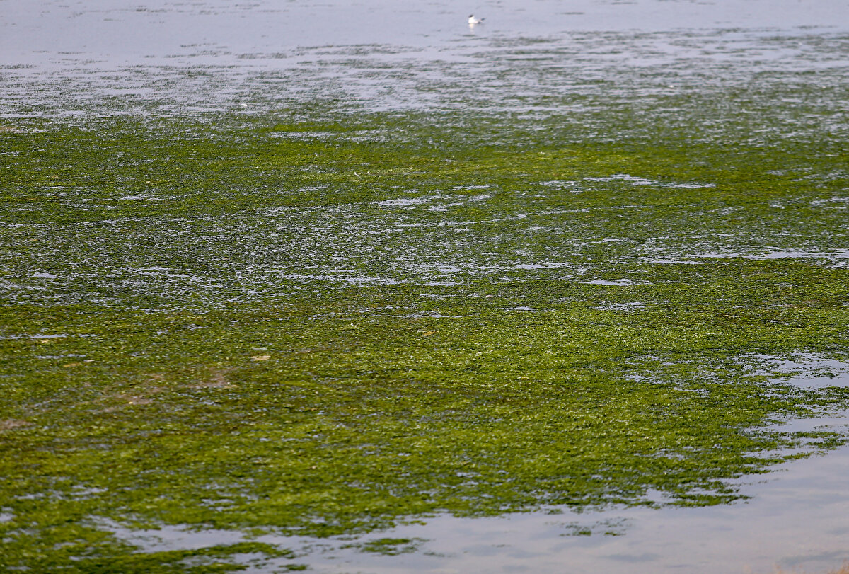 İnciraltı'nda azot ve fosfor giderimi yapılmadan denize dökülen suların bu duruma neden olduğunu anlatan Dalay, şunları kaydetti:<br><br>"Havaların ısınmasıyla İzmir Körfezi'nde ulva lactuca (deniz marulu) için uygun koşullar oluşmaya başladı. Azot ve fosforca zengin arıtma tesisi çıkış suları ve akarsularla körfeze taşınan gübreli tarım arazisi suları, ulva için son derece elverişli koşullardır. Ulva popülasyonu, kontrolsüz koşullarda bozulup kokuşmalara ve çevrede rahatsız edici sonuçlara yol açmaktadır."
