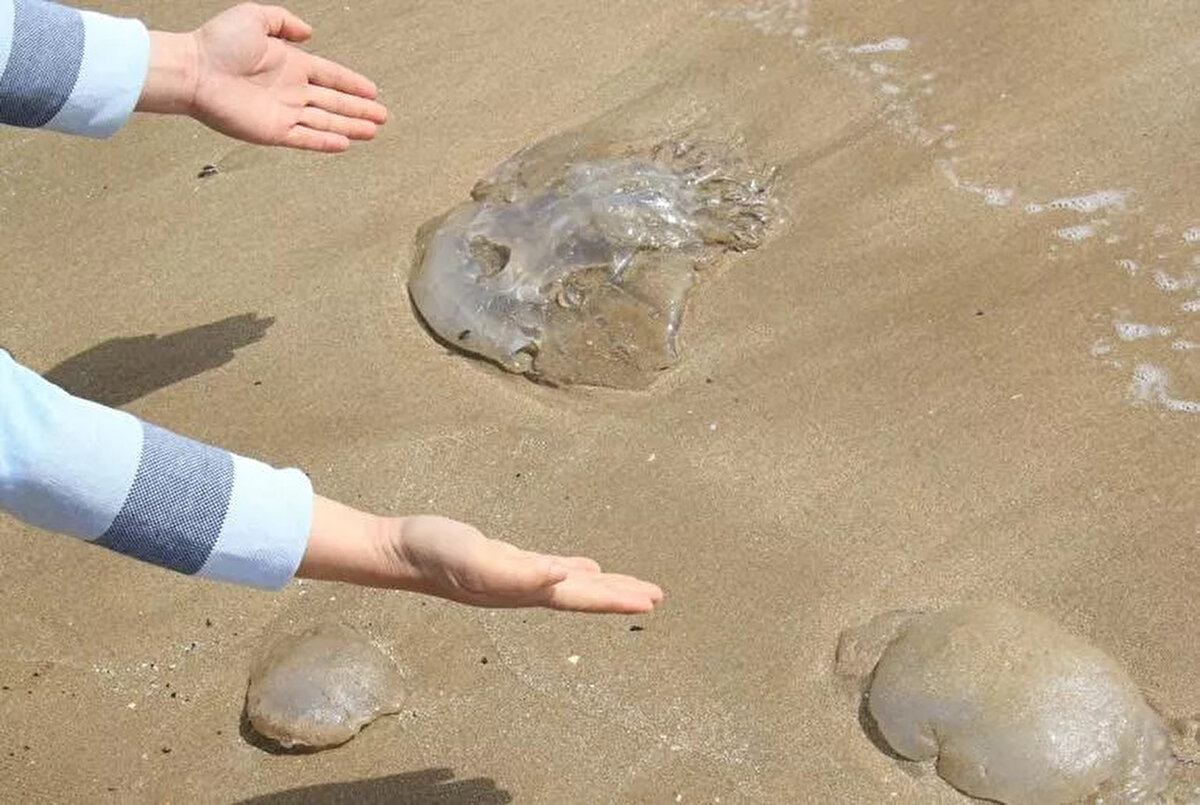 Daha çok derinliklerde görülen Kızıldeniz kökenli denizanaları, Erdemli ilçe merkezinde de sahil bandında da ara ara kendini göstermeye başladı.