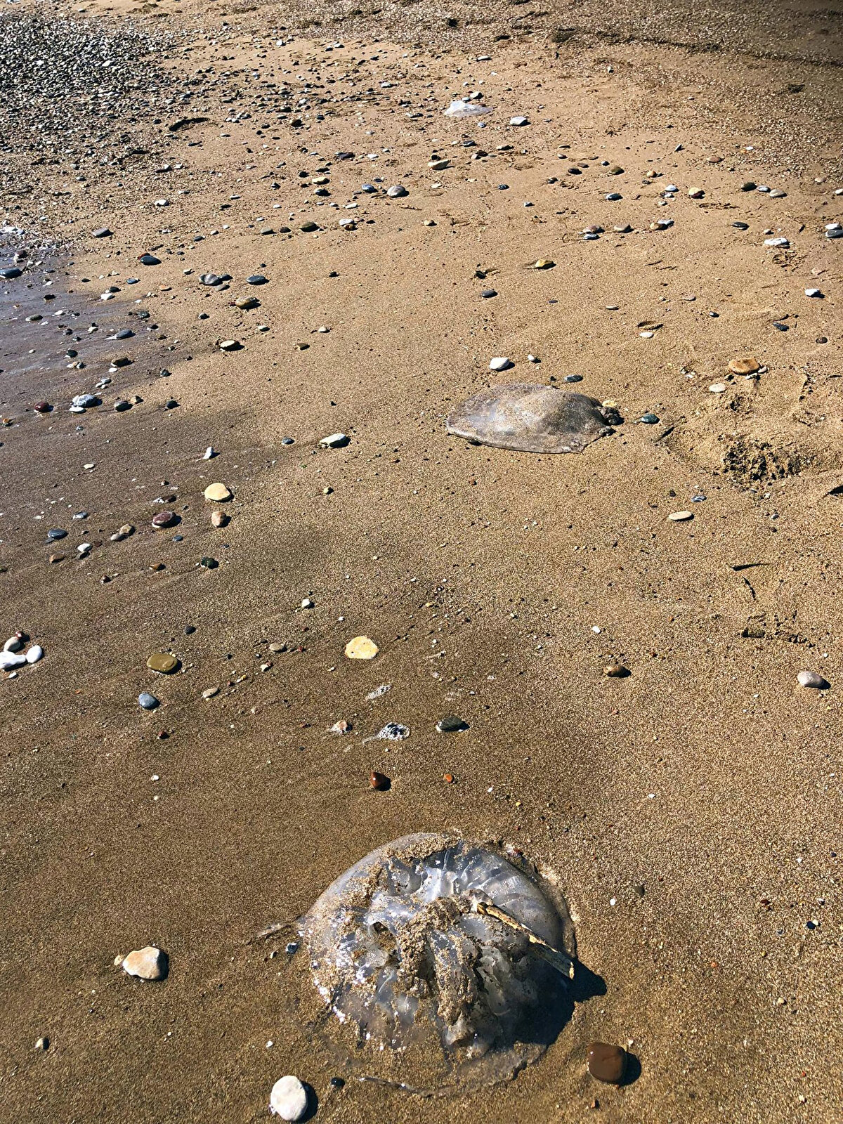 Dalgalarla kıyıya vuran çok sayıda deniz anasını gören vatandaşlar durumun korku verici olduğunu ancak yapılacak pek bir şey olmadığını kaydetti. 