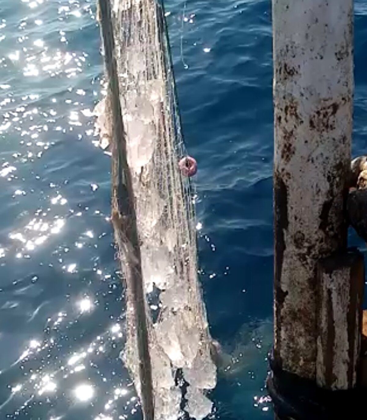 Türkiye’nin turizmde önde gelen şehirlerinden Mersin’in sahillerine son günler de deniz anası kabusu yaşanıyor. Geçtiğimiz yılın Ağustos ayından itibaren yoğun yoğun olarak Mersin körfezinden geçiş yapan zehirli iğneleri bulunan deniz anaları son günler de iç kısımlara kadar geldi. Birkaç gündür sahil çevresine kadar ulaşan denizanaları karaya vurmaya başladı.<br><br>