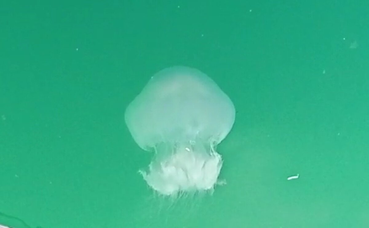 Özellikle turizmin gözbebeği Kızkalesi’nin sahillerine kadar gelen zehirli deniz anaları dikkat çekti.