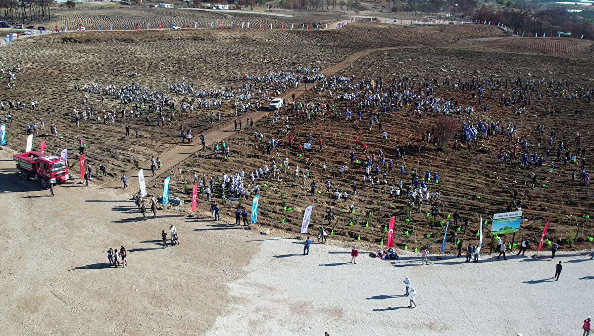 ÇİMLENEN FİDANLAR SAYILACAK<br>Çimlenme ile filizlenmelerin başladığı alanların aşağı rakımlardan yukarıya doğru artarak devam ettiğini dile getiren Dikici, "Yaz aylarında ise çimlenen fidanların sayımını yapacağız ve fidanın yeterli olduğu yerler doğal haline bırakılacak. Tohum yoluyla fidanların yetersiz kaldığı alanlara ise üçüncü yöntem olarak önümüzdeki sonbahar mevsiminde fidan dikimi gerçekleştireceğiz. Böylece gelecek yıl sonbaharda da sahadaki dikimlerin tamamını bitirmiş olacağız" dedi.<br><br>