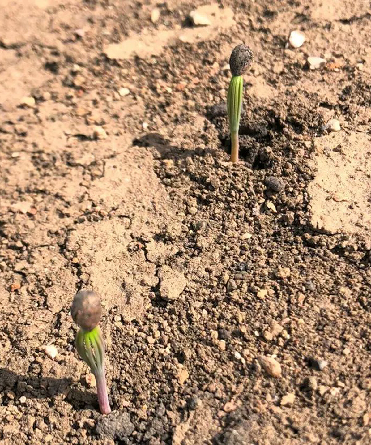 SAHANIN YÜZDE 80'İ TEMİZLENDİ<br>Şu ana kadar yanan alanların yüzde 80'inin temizlediğini belirten Antalya Orman Bölge Müdürü Vedat Dikici, "Bu alanlarda da yaklaşık 6 milyon metreküp ağacın 5 milyon metreküpüne yakını temizlendi. Yangında zarar gören bu ağaçlar ihale yöntemiyle satıldı ve ahşap sanayinde değerlendirilecek. Mayıs sonu itibarıyla da alan tamamen temizlenmiş olacak" dedi.