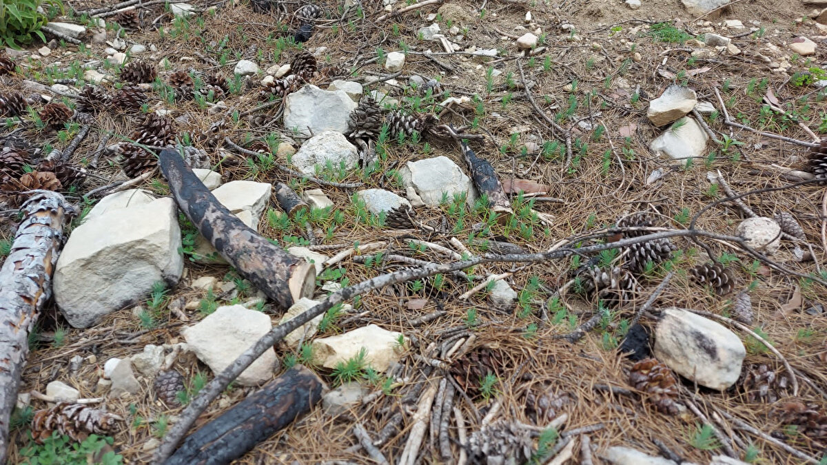 Antalya'nın Manavgat ilçesinde geçen yıl 28 Temmuz'da başlayıp 10 gün süren ve 'Türkiye'nin en büyük orman yangını' olarak kayıtlara geçen Manavgat yangınında, 50 bin hektarı ormanlık toplamda 75 bin hektar alan zarar gördü.<br><br>