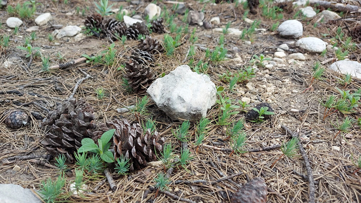 Günler süren yangında; Gündoğmuş, Alanya, Akseki ve İbradı ilçeleri de dahil 5 ilçede 59 mahallede çok sayıda ev, iş yeri, tarım alanı, evcil ve yabani hayvan yok oldu, 2'si orman işçisi 8 kişi hayatını kaybetti.<br><br>