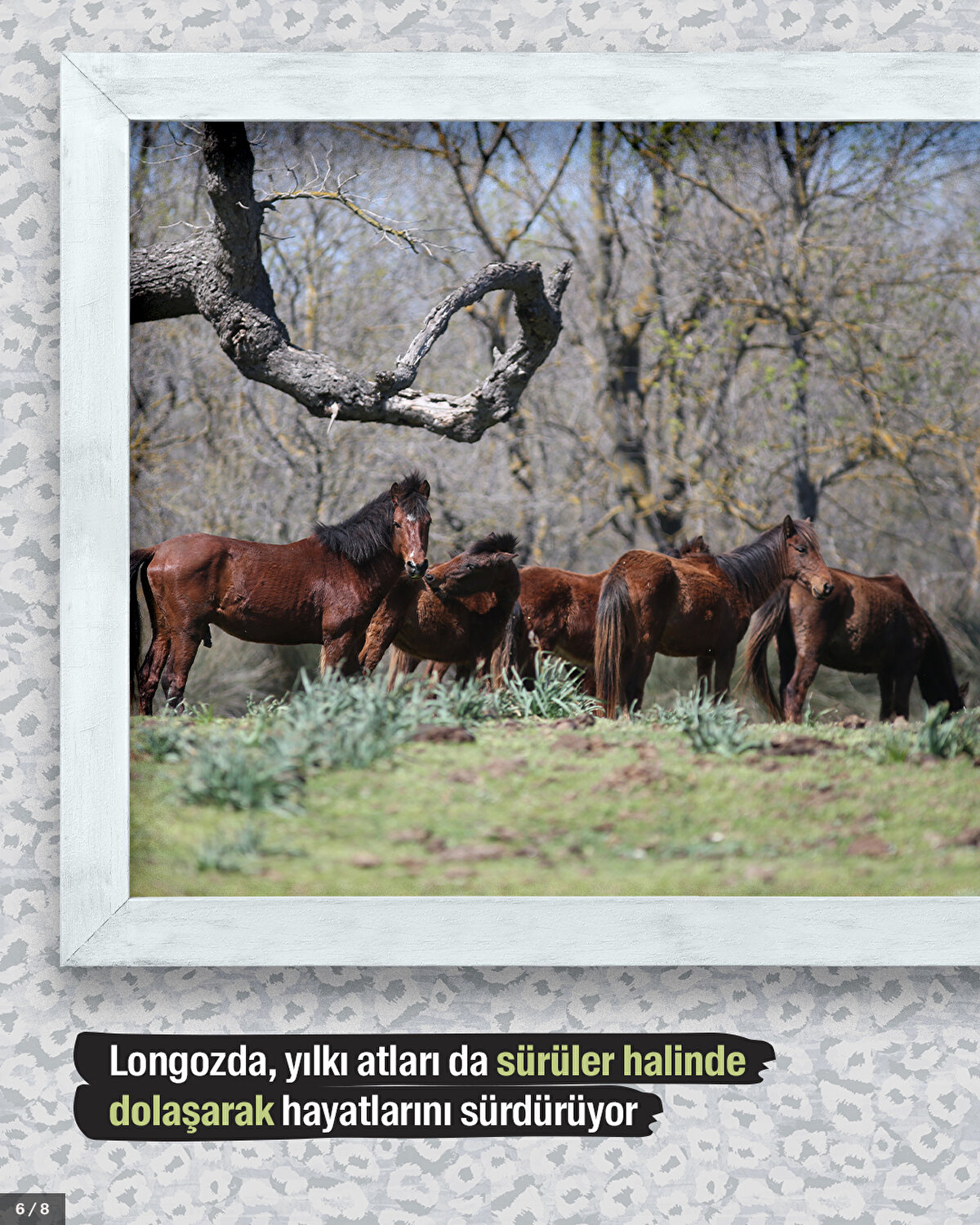 Longozda, yılkı atları da sürüler halinde dolaşarak hayatlarını sürdürüyor.