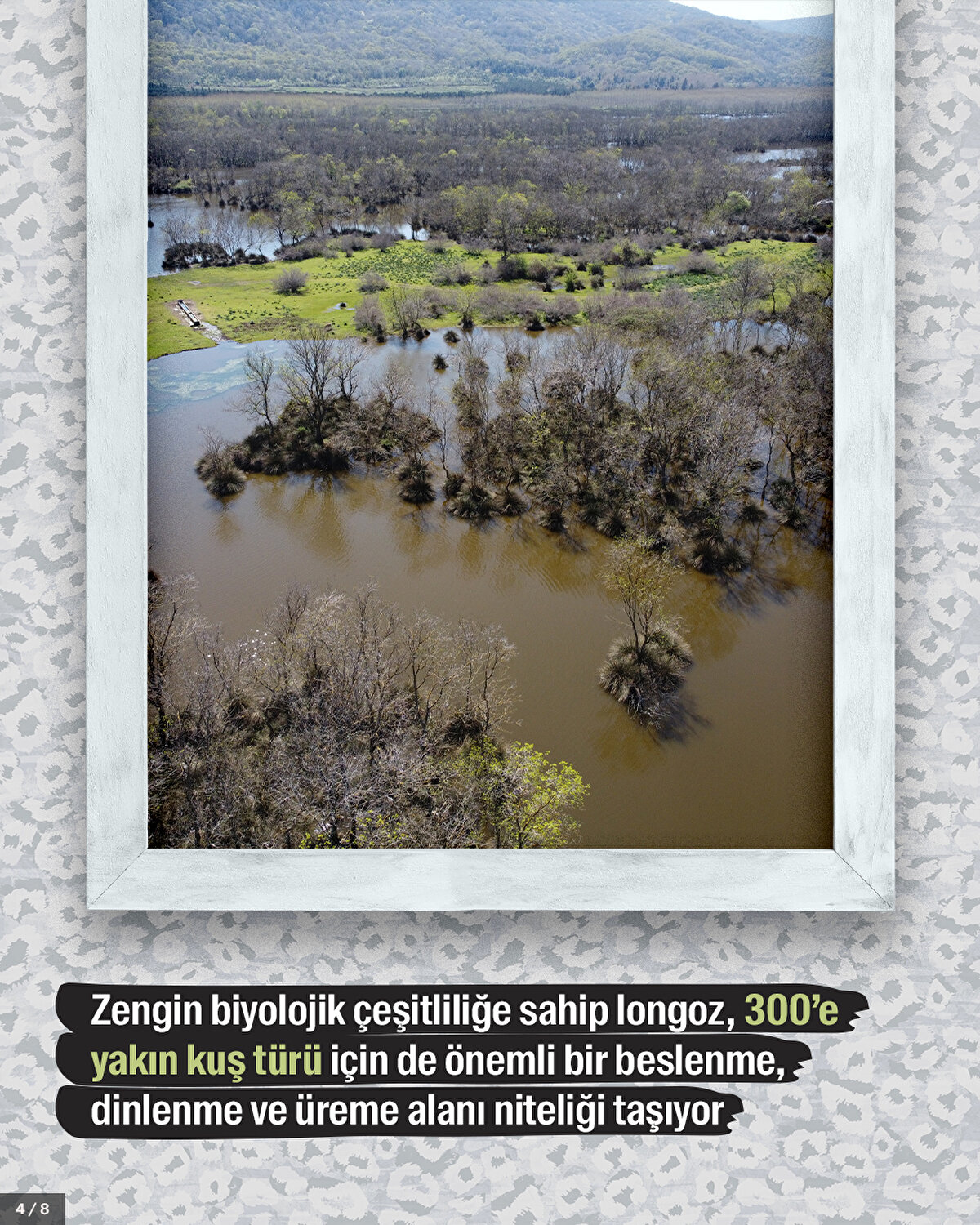 Zengin biyolojik çeşitliliğe sahip longoz, 300’e yakın kuş türü için de önemli bir beslenme, dinlenme ve üreme alanı niteliği taşıyor.
